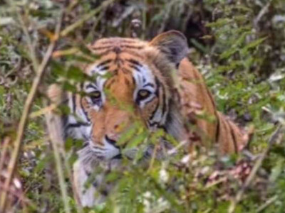 International Tiger Day, also known as Global Tiger Day,