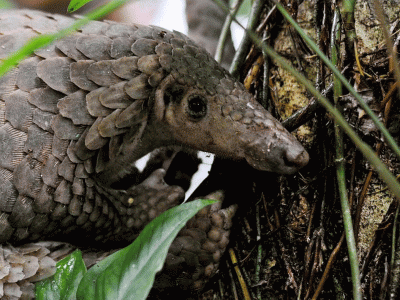 Nepal's first salak footpath announced in Kirtipur