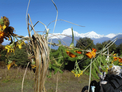 SPRING SEASONS ( Basanta Ritu )